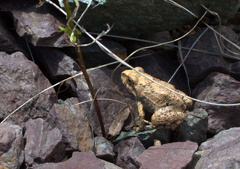 Odontophrynus