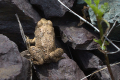 Odontophrynus