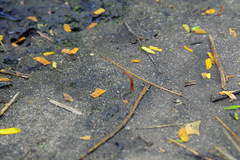 Haemadipsa zeylanica