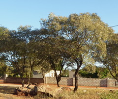 Croton gratissimus subgratissimus