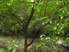 Platymiscium pinnatum