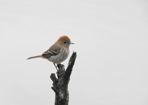 Cinereous Tyrant (Knipolegus striaticeps)