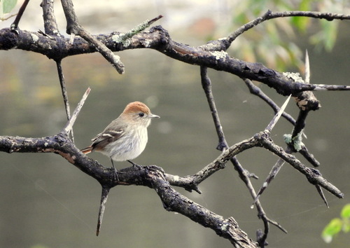 Cinereous Tyrant (Knipolegus striaticeps), photo 9