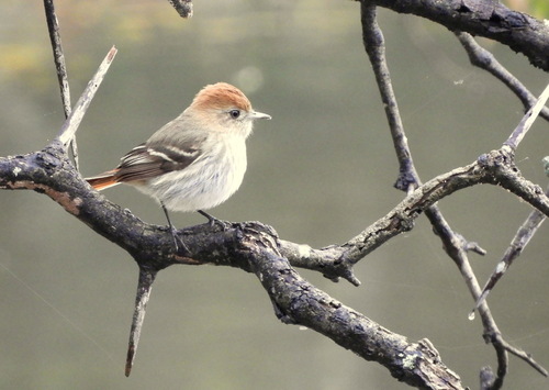 Cinereous Tyrant (Knipolegus striaticeps), photo 8