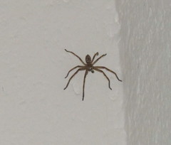 Polybetes rapidus