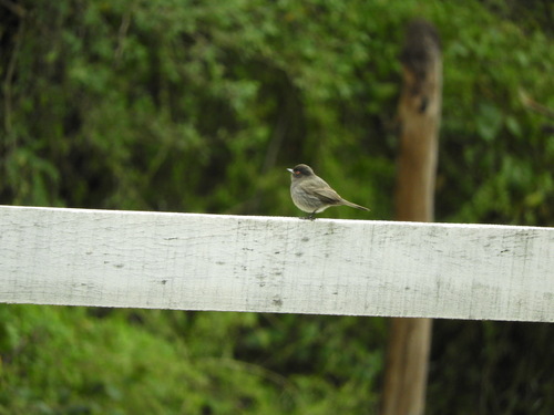 Cinereous Tyrant (Knipolegus striaticeps), photo 2