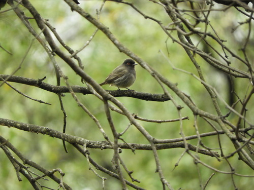 Cinereous Tyrant (Knipolegus striaticeps), photo 7