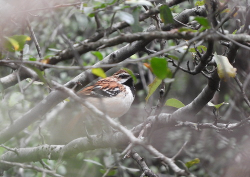 Stripe-backed Antbird (Myrmorchilus strigilatus), photo 7