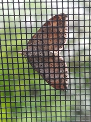 Xanthorhoe labradorensis