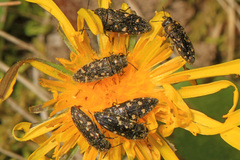 Acmaeodera tubulus