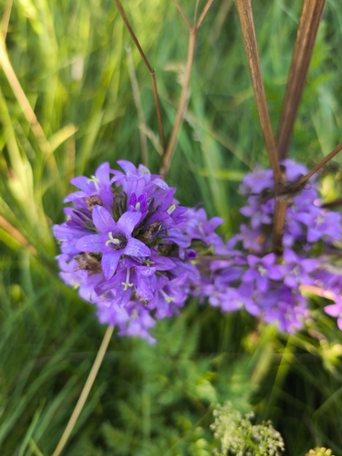 clustered bellflower