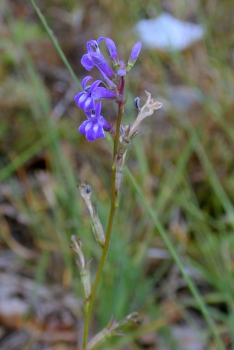 Lobelia urens, photograph 5