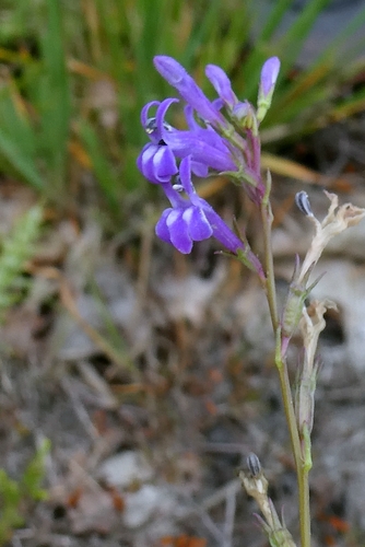 Lobelia urens, photograph 6