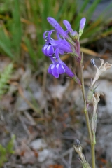 Lobelia urens, photograph author not stated, no rights reserved