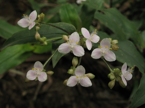 pink Trinity (Tripogandra serrulata)
