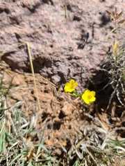 Leptosiphon chrysanthus