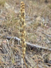 Toxicoscordion venenosum, photograph (c) Jo Roberts, some rights reserved (CC BY)