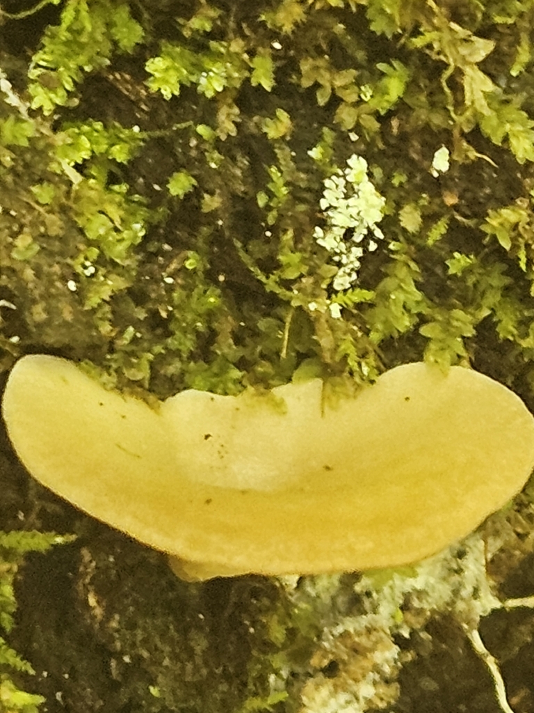 Golden Oyster Mushroom · July 2026 · photo: Photo: (c) willingarden, some rights reserved (CC BY) · iNaturalist