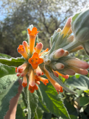 Buddleja tubiflora, photograph (c) Emma Walker, some rights reserved (CC BY)