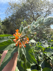 Buddleja tubiflora, photograph (c) Emma Walker, some rights reserved (CC BY)