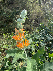 Buddleja tubiflora, photograph (c) Emma Walker, some rights reserved (CC BY)