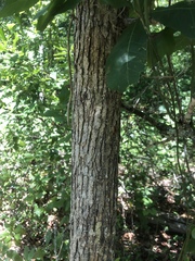 Quercus austrina
