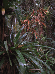 Vriesea elata