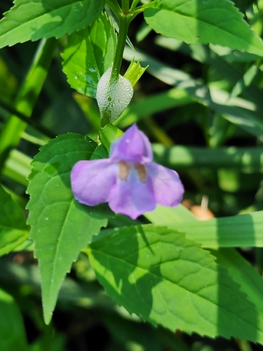 sharpwing monkeyflower