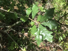 Quercus austrina