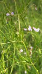 Vicia tetrasperma