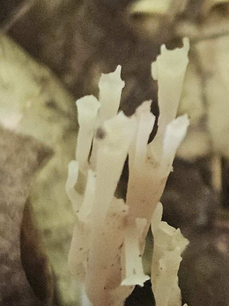 crown-tipped coral fungus · July 2026 · photo: Photo: (c) willingarden, some rights reserved (CC BY) · iNaturalist
