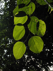 Bauhinia petiolata
