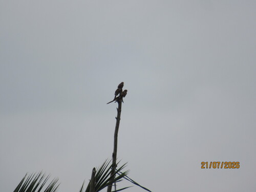 Yellow-billed Shrike