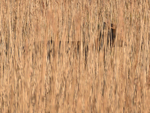 Mystery Animal