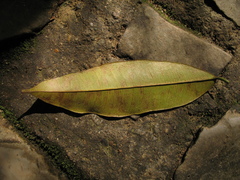 Clarisia racemosa