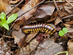 Rudiloria