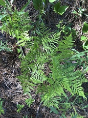 Pteridium caudatum