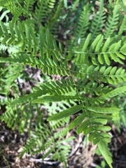 Pteridium caudatum