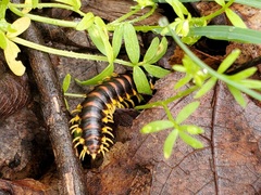 Rudiloria