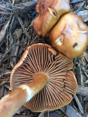 Galerina marginata