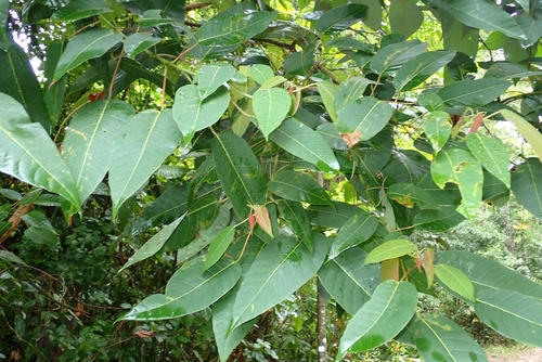 Balakata baccata