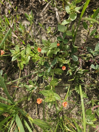 scarlet pimpernel