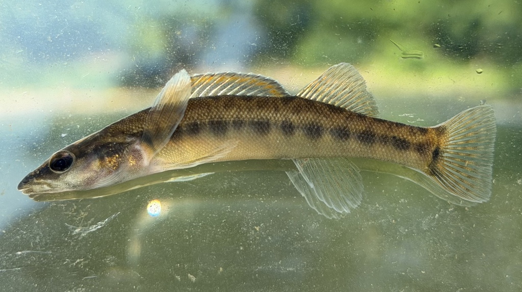 Sharpnose darter (Percina oxyrhynchus) — Percidae