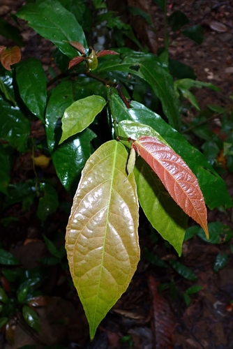 Ficus scortechinii