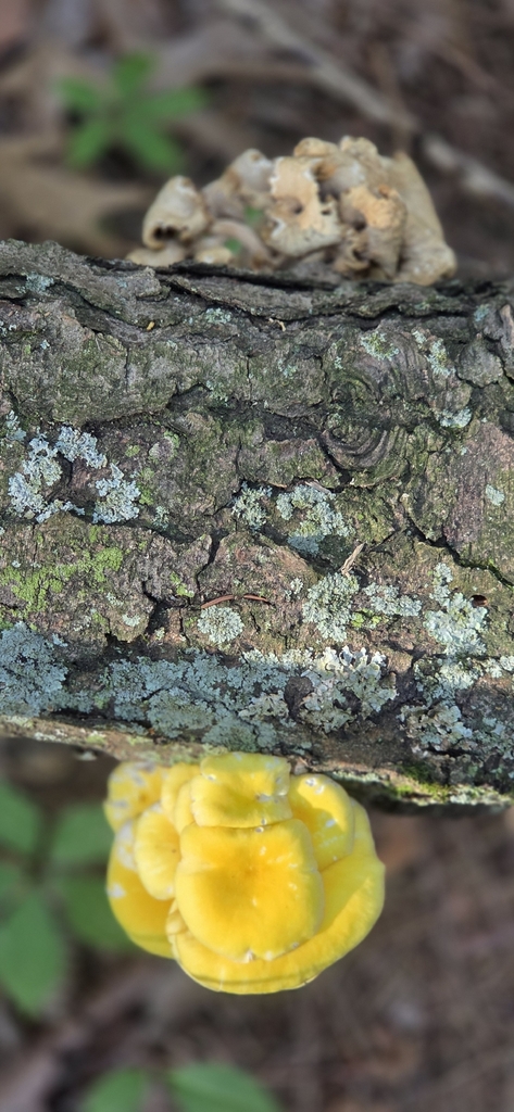 Golden Oyster Mushroom · July 2026 · photo: Photo: (c) WF_MI, some rights reserved (CC BY) · iNaturalist