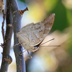 Archaeoprepona demophon centralis