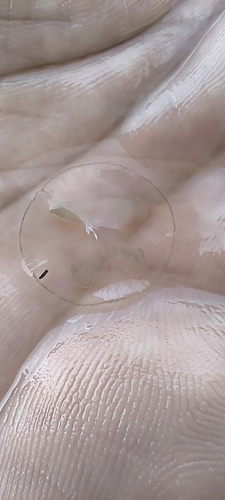 Common Freshwater Jellyfish