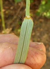 Cenchrus ciliaris image