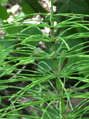 Equisetum telmateia