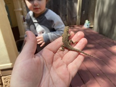 Sceloporus occidentalis